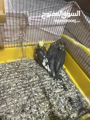  3 طيور كوكتيل للبيع