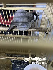  3 بلبل ديالى اصلي فحل العمر سنه و6 اشهر