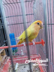  10 جوزين فيشر و روز الأسعار في الأسفل