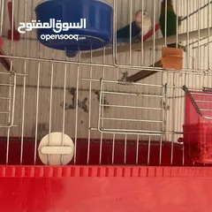  1 طيور للبيع مع قفص