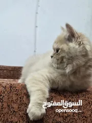  3 قطة للبيع عمر 3 أشهر ونص