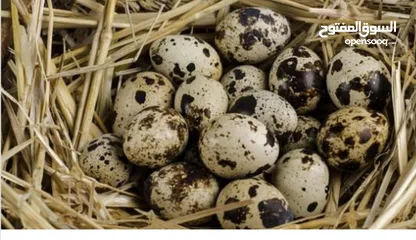  3 بيض بلدي طازج للبيع