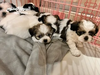  5 Shih tzu puppies pure breed