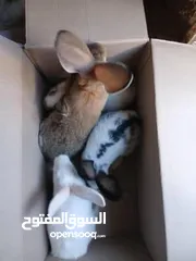  1 أرانب هجين