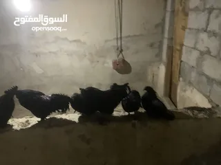  17 ديوك لمبرجيني و صيصان صحة و نظافة  بلدي للبيع