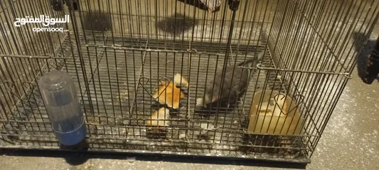  3 للبيع طير واحد للانتاج المواصفات في الوصف