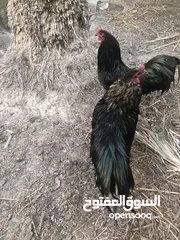  20 دجاج للبيع