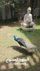  2 Male Peacock for sale