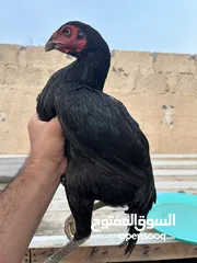  4 مجموعه من الطيور الباكستانيه