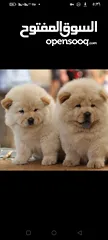  1 Chinese Chow Chow puppies are now available. Male and female, white in color. Known for their intel