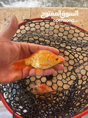  4 اسماك زينه جود فيشgold fish