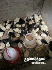  1 صيصان دجاج عماني فرنسي