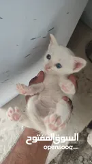  3 kitten 1month aged