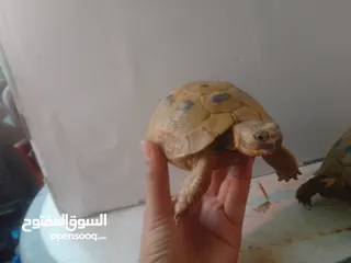  3 النوع / سلاحف السعر الواحدة / 8 دنانير اردني الوصف سلحفتان واحده ذكر واحده انثى  الانثى حامل