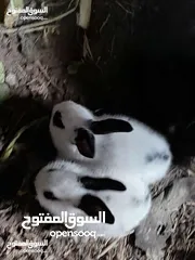  12 ارانب فرنسيه اعمار مختلفه عمرشهر 3دنانير