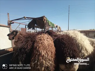  5 خرفان أضاحي وزن ثقيل نخب 60 كيلو قائم العمر 9 شهور و اكثر