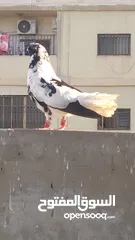  4 5طايرات في جبل التاج