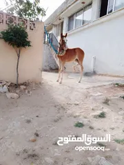  3 مهرين للبيع