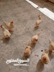  1 دجاج عمرهم 3 اشهر