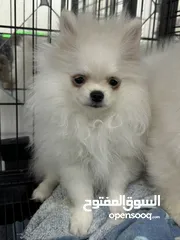  2 Male Pomeranian