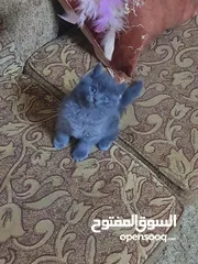  5 سكوتش ستريت