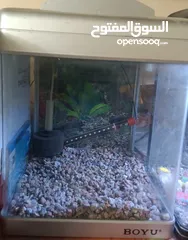  1 حوضين سمك مستورديين كالجداد