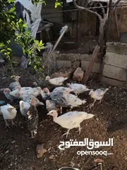  1 دجاح رومي حبش
