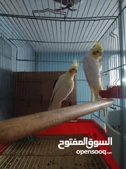  4 جوز كوكتيل لاتيني صفر مع كوخ وقفص