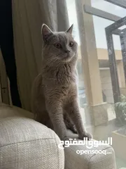  3 و هيمالايا British short hair