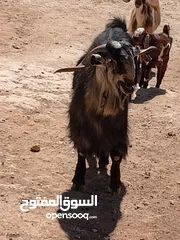  1 للبيع تيس بندوق كفاله هداد علي ردد