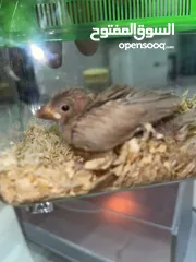  3 فروخ جاوا عس ربوة الوان جميلة