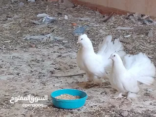  2 حمام شمسي للبيع