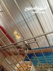  20 يوجد لدي اربع ببغاوات كوكتيل ما في ولا واحد منهم اليف في واحد بس شوي اليف  شاهد الوصف