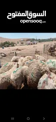  1 عروض اضاخي بسعر مغري