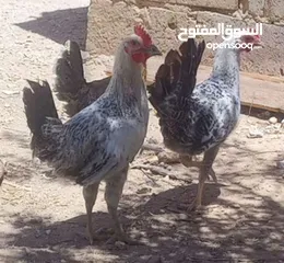  1 مطلوب دجاج بلدي