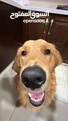  5 Golden retriever for sale