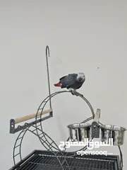  4 ببغاء الكاسكو(جاكو )
