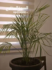  4 Areca Palm for sale