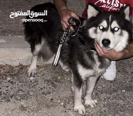  1 كلب هاسكي أليف جداً