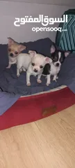  10 Chihuahuas