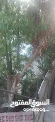  3 شقة للايجار