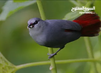  17 كوكتيل وحب وجنة و جولدن فينش وكنار وطفرات الفيشر باربلو وعندليب وكراون بلو ونابليون
