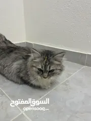  3 انثى مكس هملايا وسكوتش