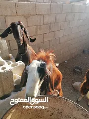  3 ماعز بلدي للبيع