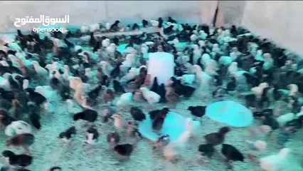  8 موجود صيصان بلدي بكميات