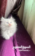  3 Fluffy Kitten