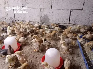  24 صوص بلدي عمر 38 يوم   صوص بلدي عمر 18 يوم