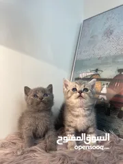  6 قطط جميله جداً