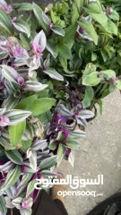  1 شقة مفروشة للايجار