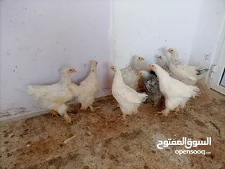  1 فرخات. براهمي . مشكل   في بف وفي بلاك     فرخات. ما شاء الله